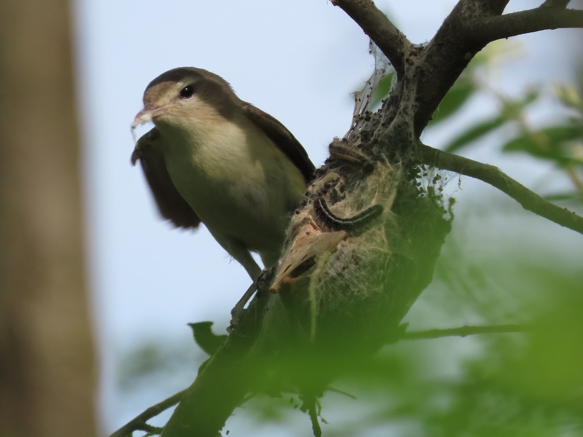 Warbling Vireo - Debra Ferguson