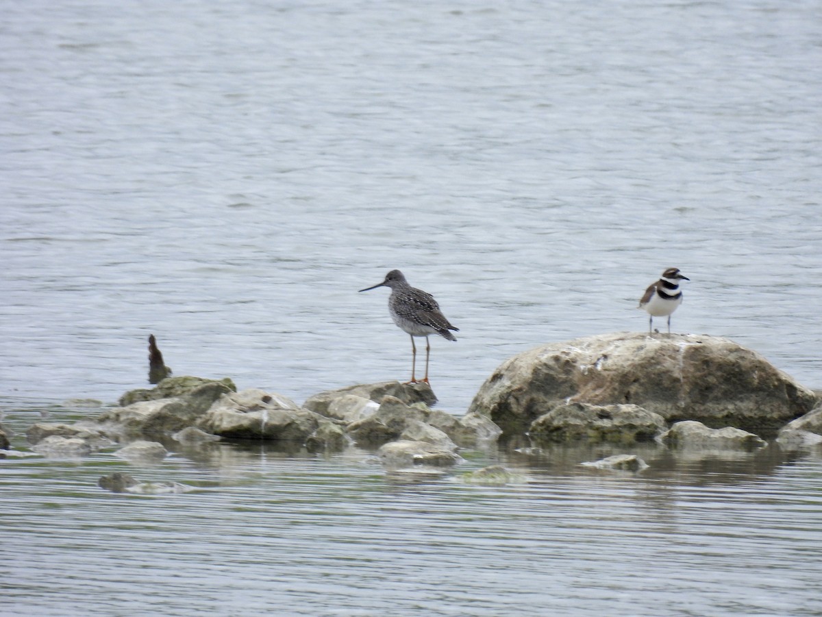 Greater Yellowlegs - Corinna Honscheid