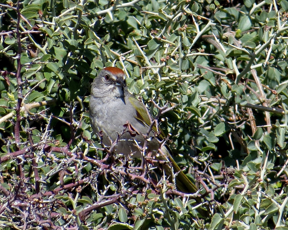 Green-tailed Towhee - Pam Campbell