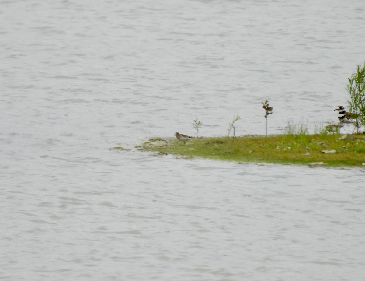 Least Sandpiper - Corinna Honscheid