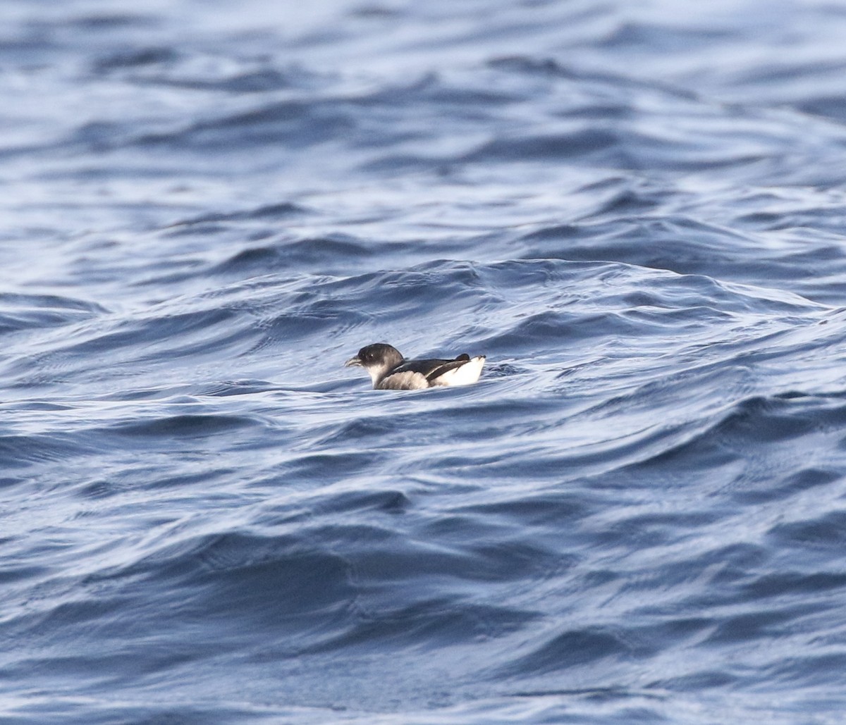 Peruvian Diving-Petrel - ML619175000