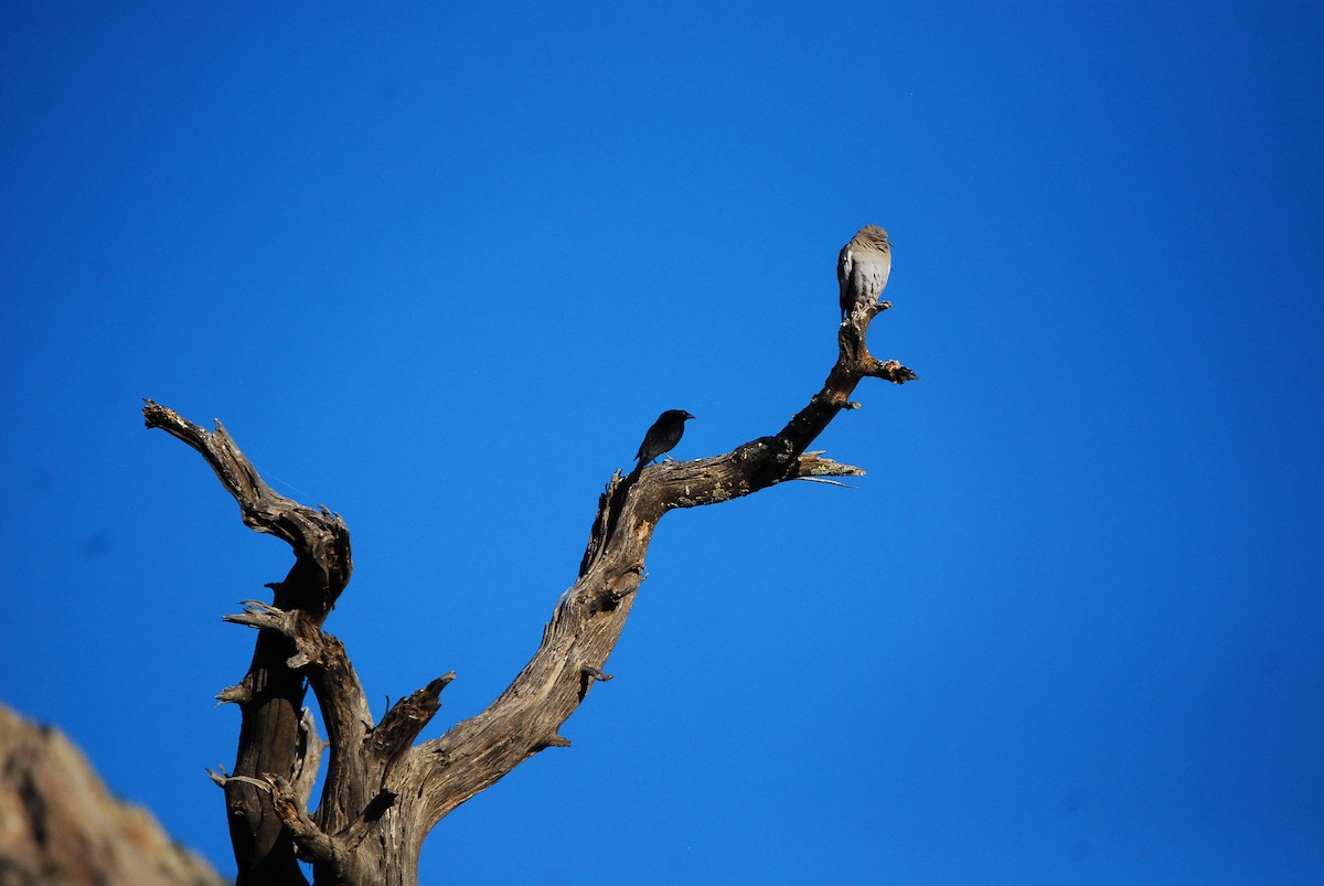 Bronzed Cowbird - Dana Parsons