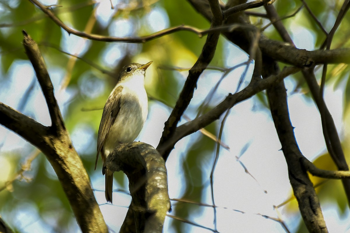 Rusty-tailed Flycatcher - Sathish Ramamoorthy