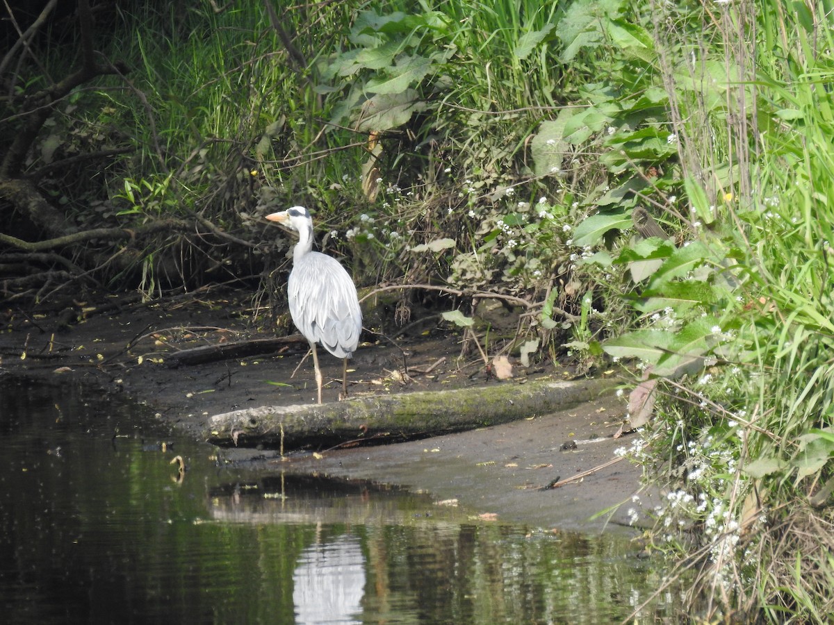 Gray Heron - ML619175020