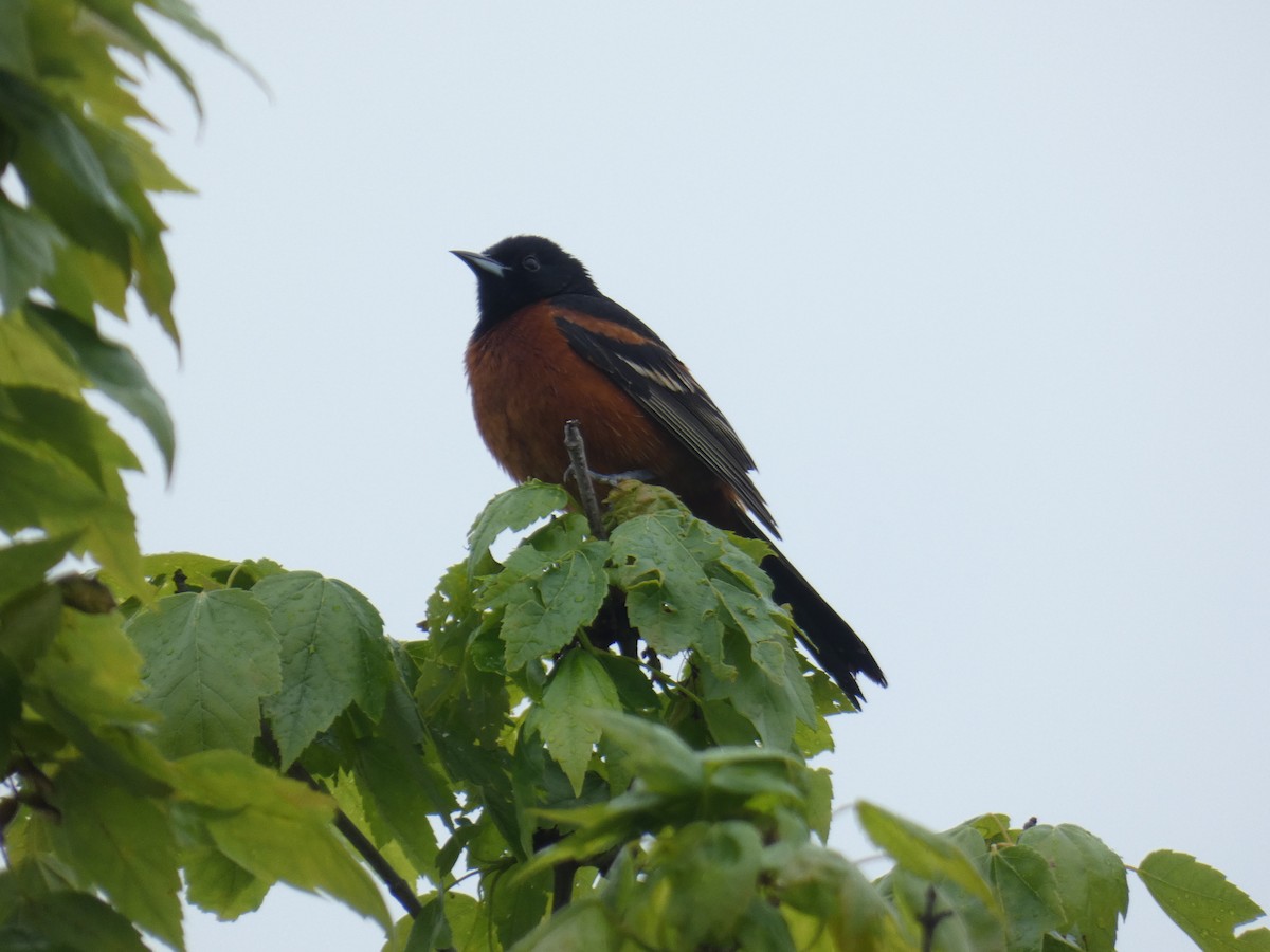 Orchard Oriole - David Riddle