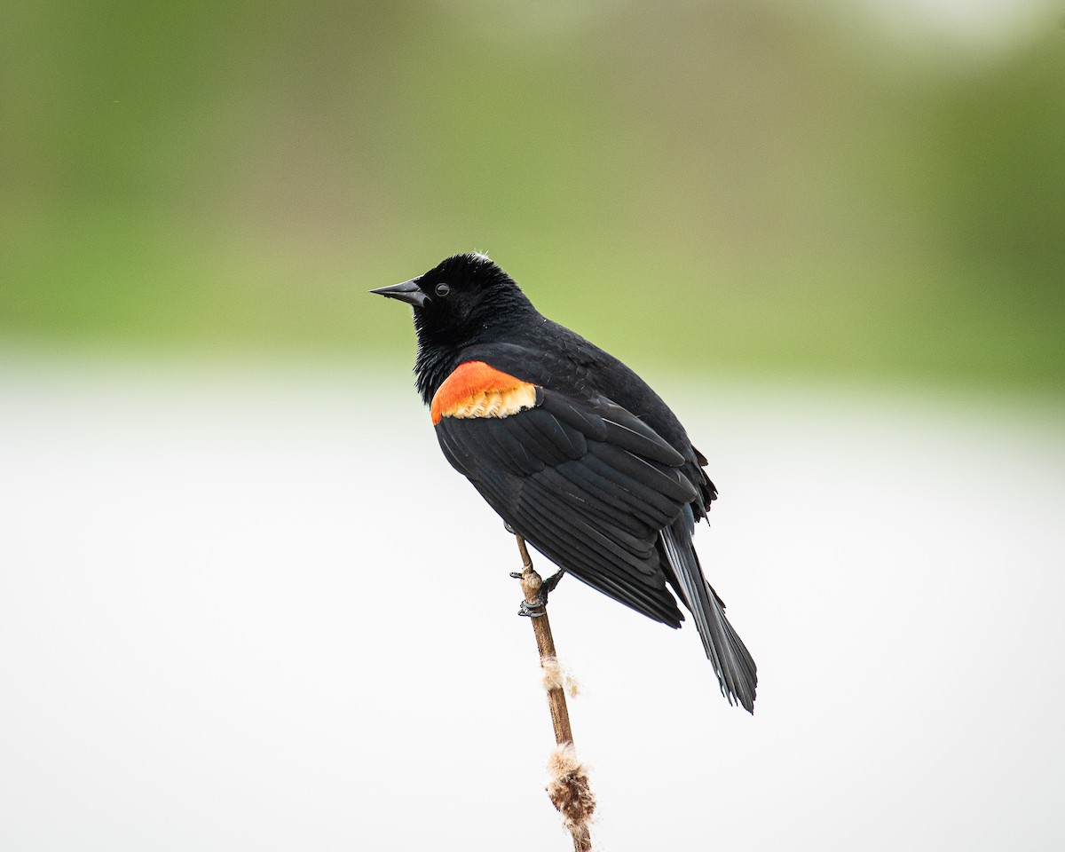 Red-winged Blackbird - Martin Tremblay