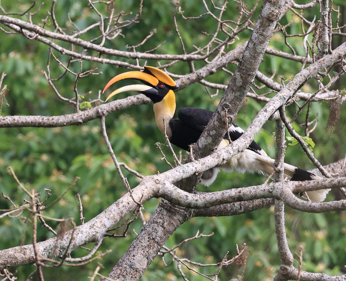 Great Hornbill - Vijaya Lakshmi