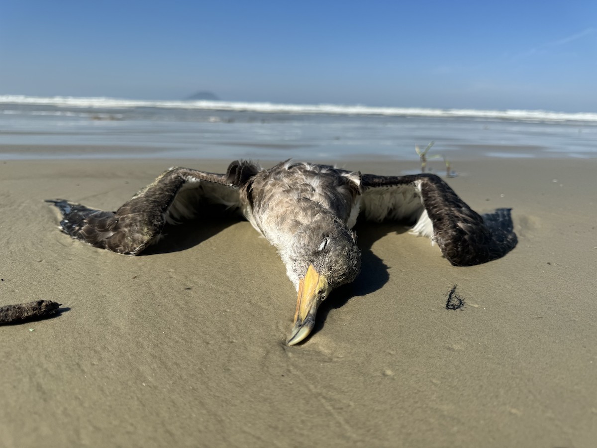 Cory's Shearwater (borealis) - Edu no Mato