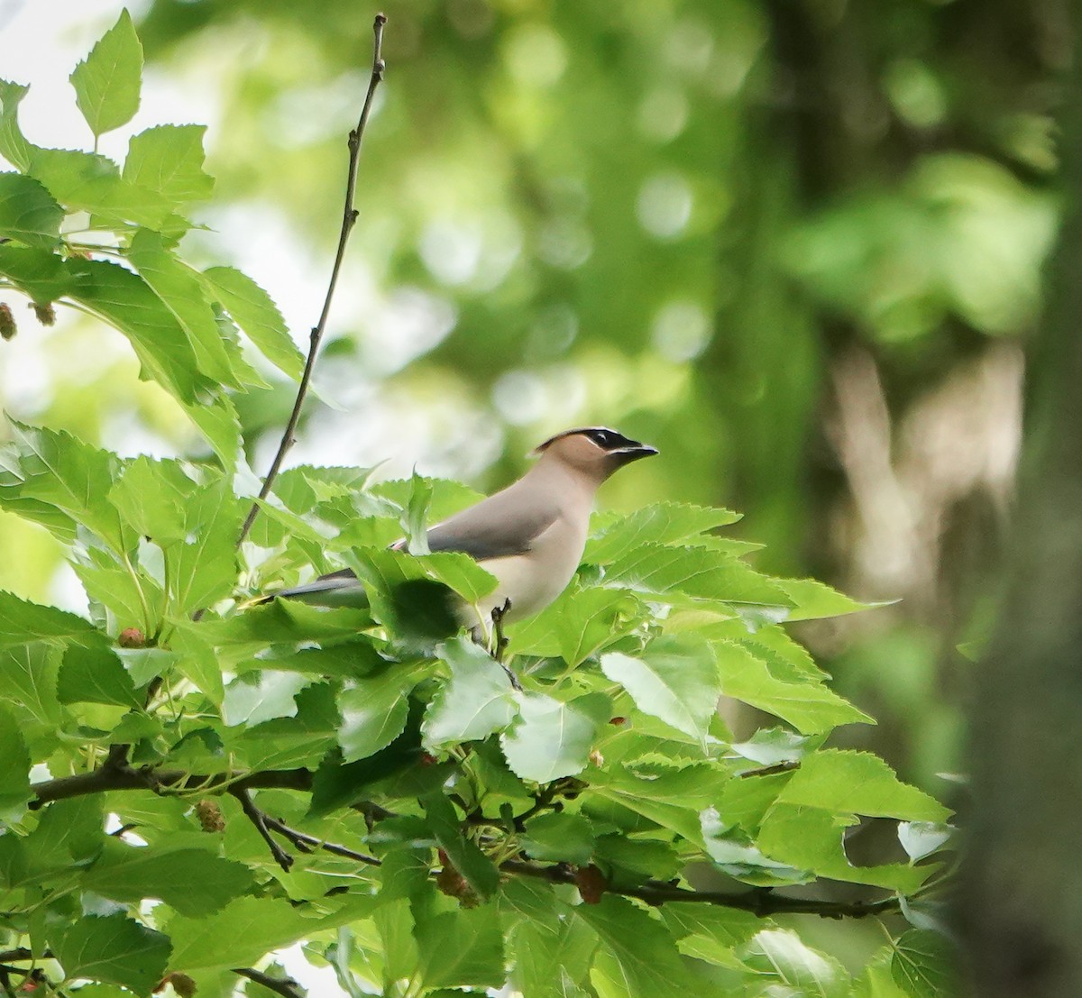 Cedar Waxwing - ML619175052