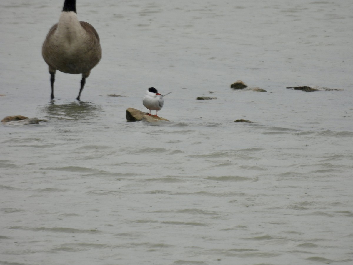 Common Tern - ML619175067