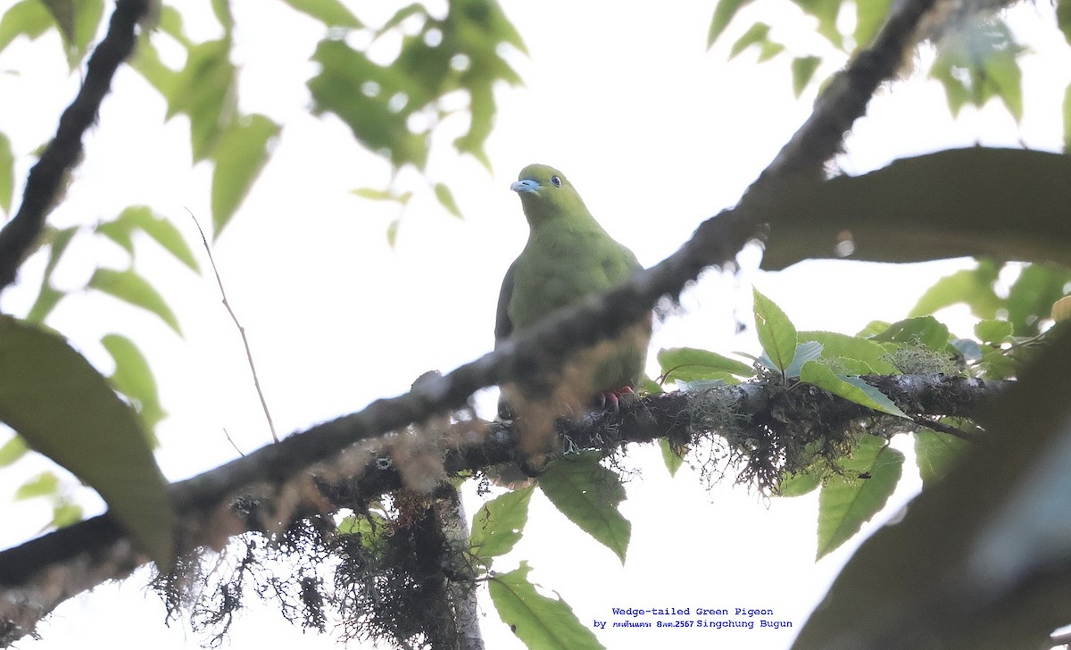 Wedge-tailed Green-Pigeon - Argrit Boonsanguan