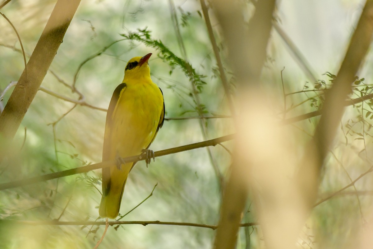 Indian Golden Oriole - ML619175087