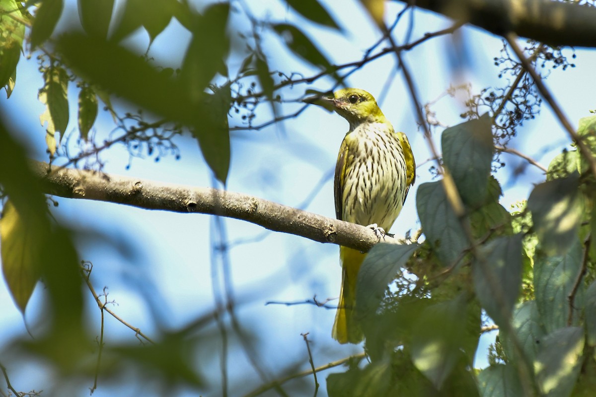 Indian Golden Oriole - ML619175088
