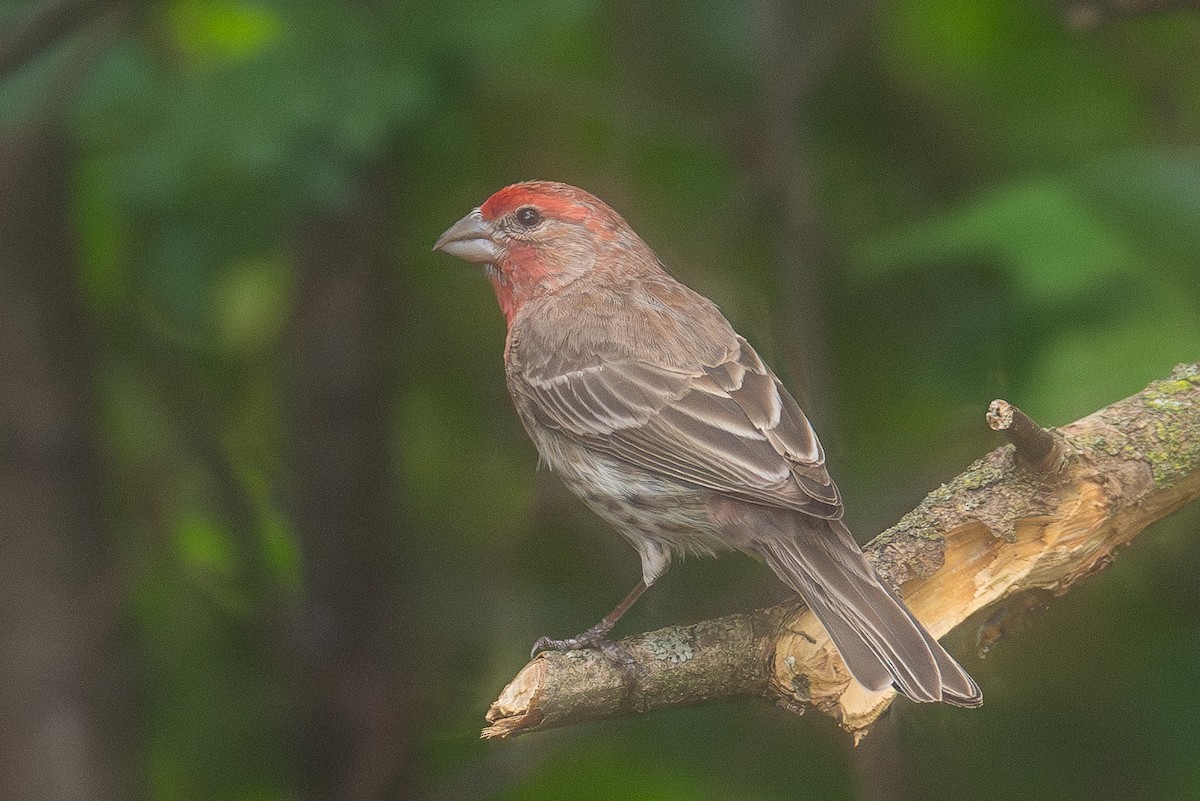 House Finch - Andrew Zaleiski