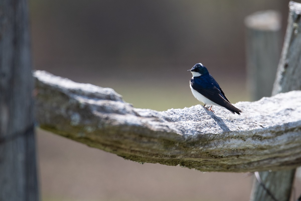 Tree Swallow - Philippe Hénault