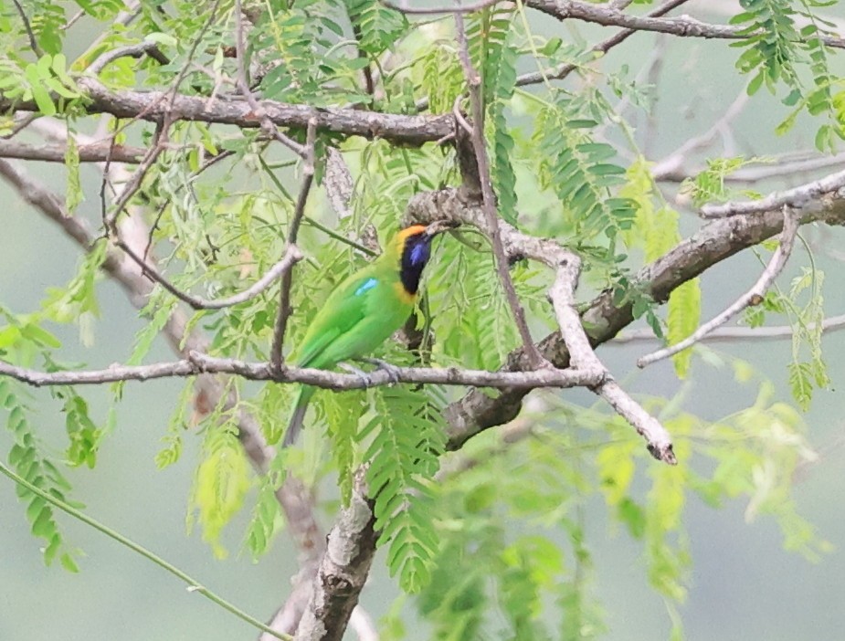 Golden-fronted Leafbird - Vijaya Lakshmi