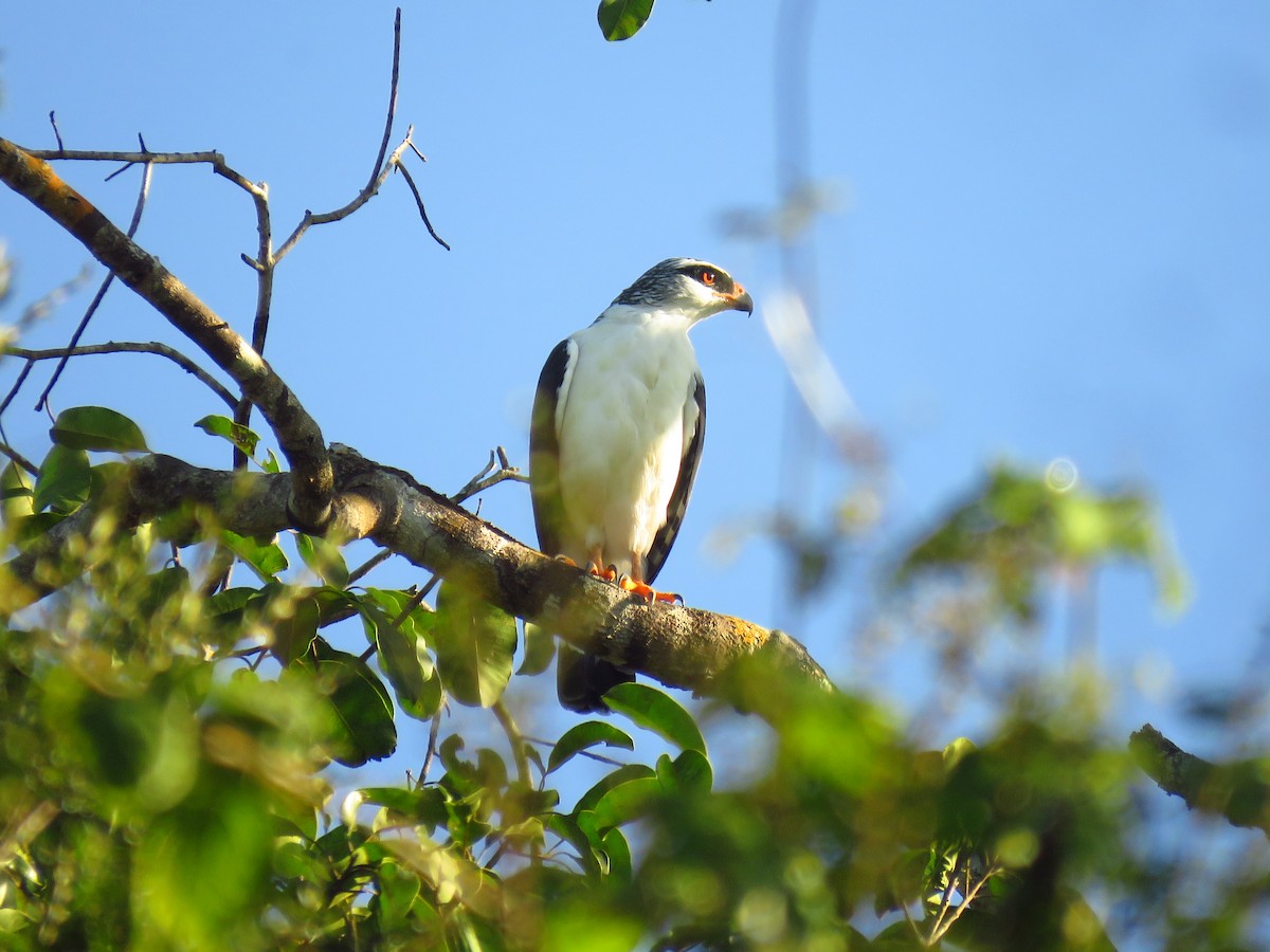 White-browed Hawk - Wanieulli Pascoal Lopes Nascimento