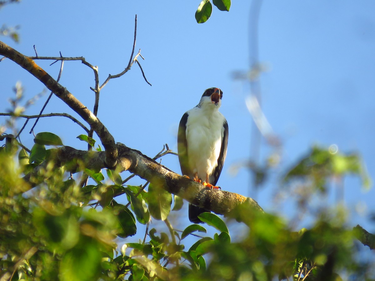 White-browed Hawk - Wanieulli Pascoal Lopes Nascimento