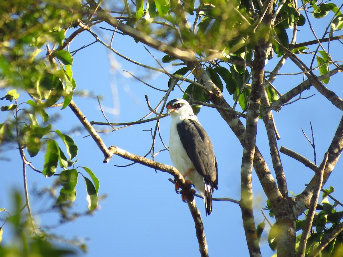 White-browed Hawk - ML619175142