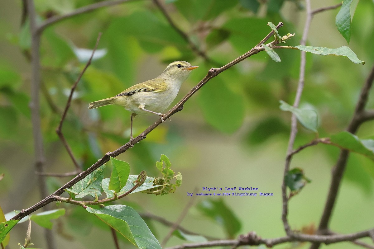 Blyth's Leaf Warbler - Argrit Boonsanguan