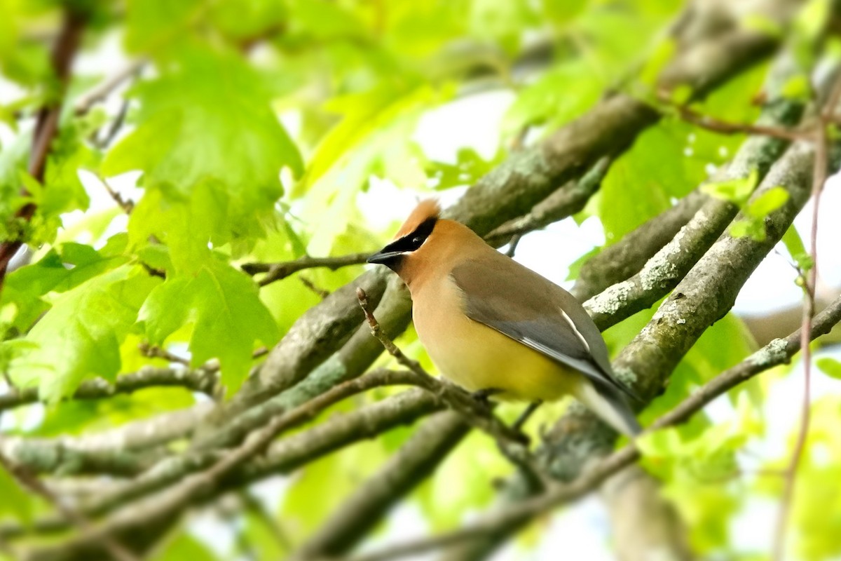 Cedar Waxwing - Karen Clifford