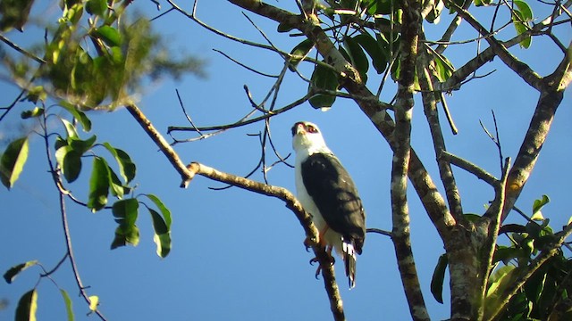 White-browed Hawk - ML619175151