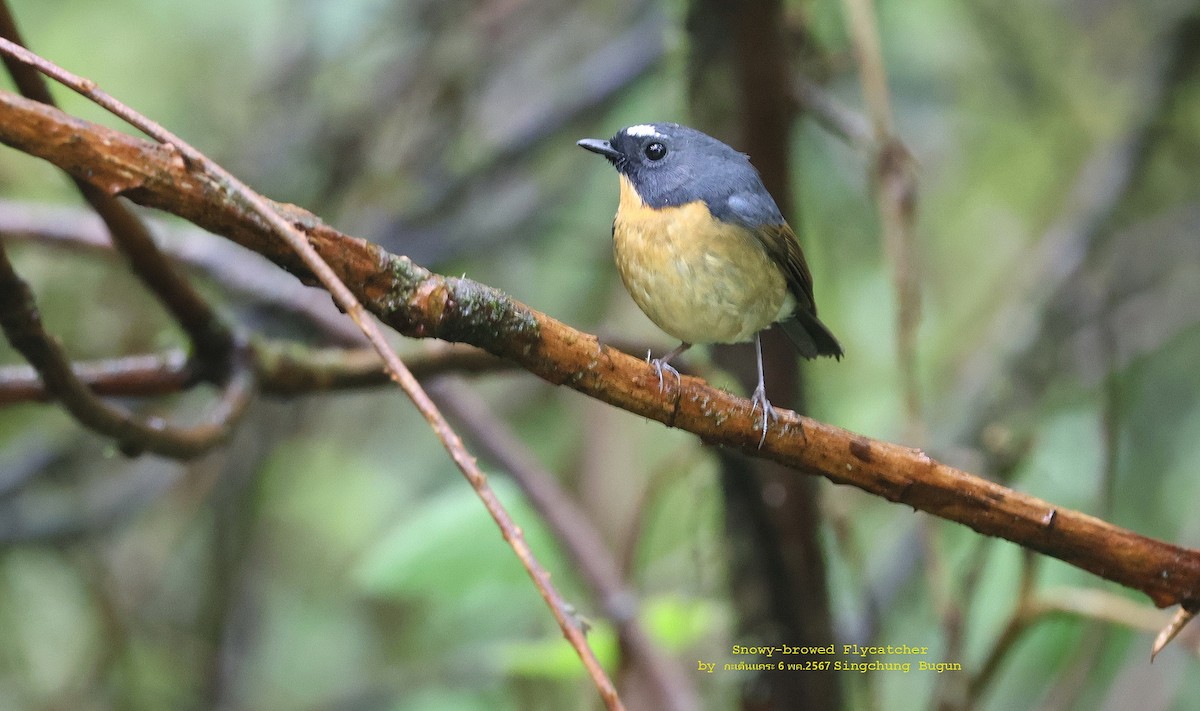 Snowy-browed Flycatcher - Argrit Boonsanguan