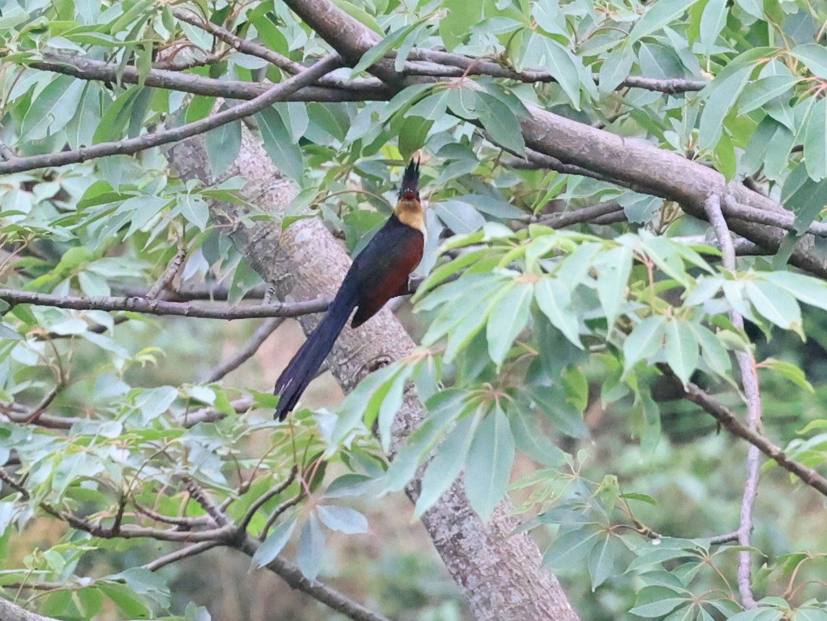 Chestnut-winged Cuckoo - Vijaya Lakshmi