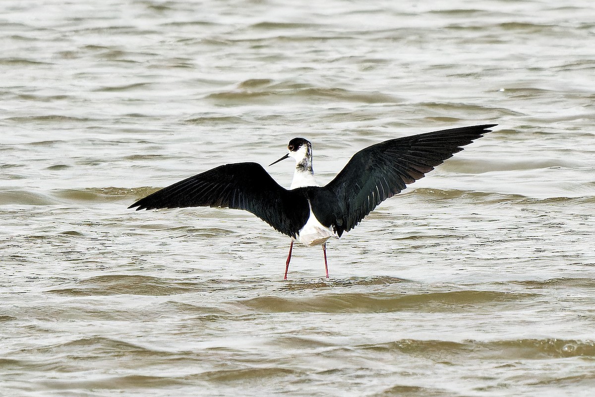 Black-winged Stilt - ML619175175