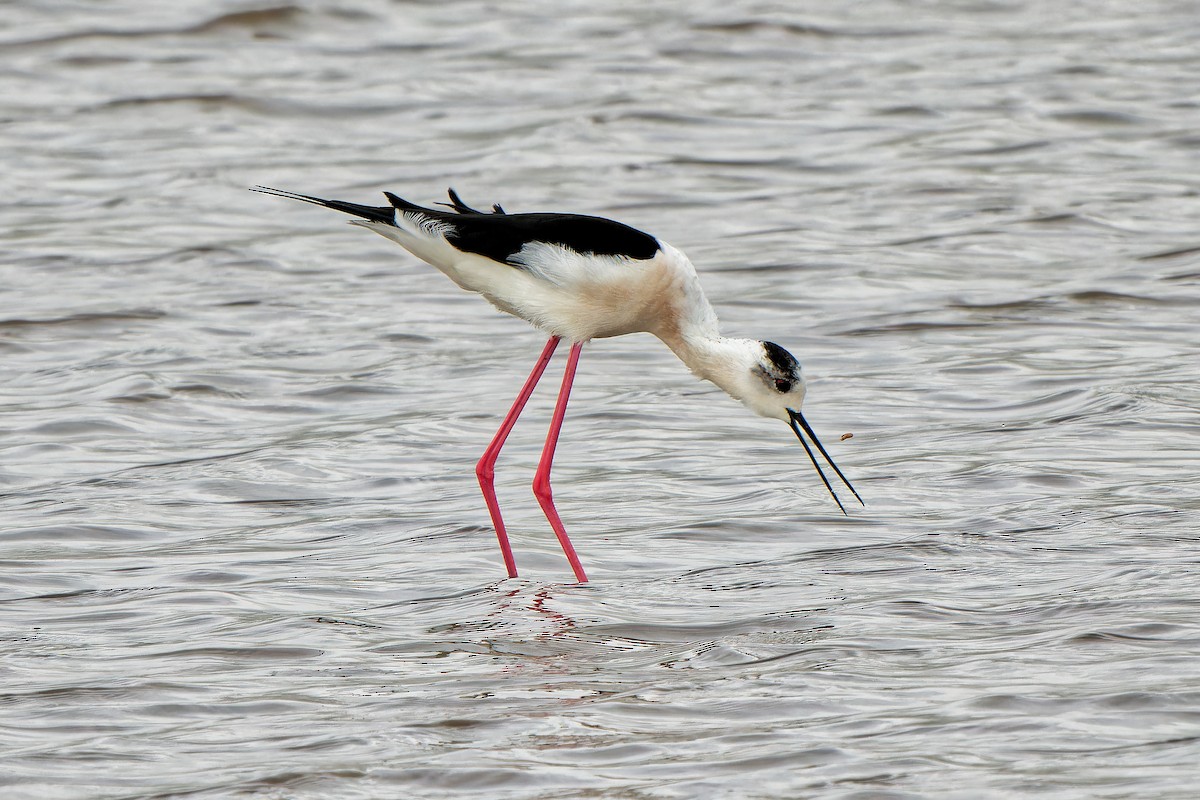 Black-winged Stilt - ML619175183