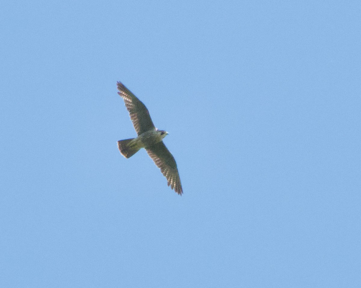 Peregrine Falcon - Stuart Malcolm