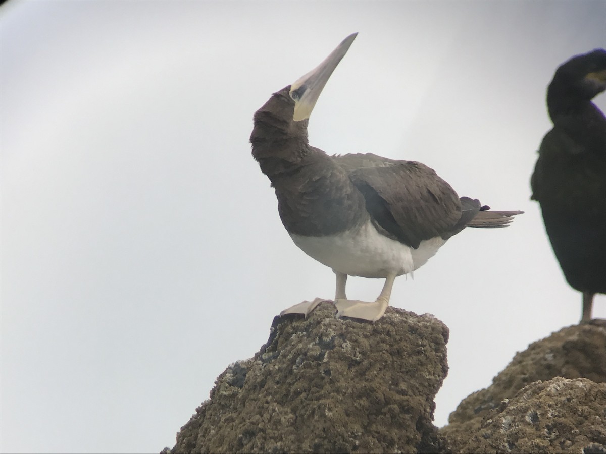 Brown Booby - Liam Langley