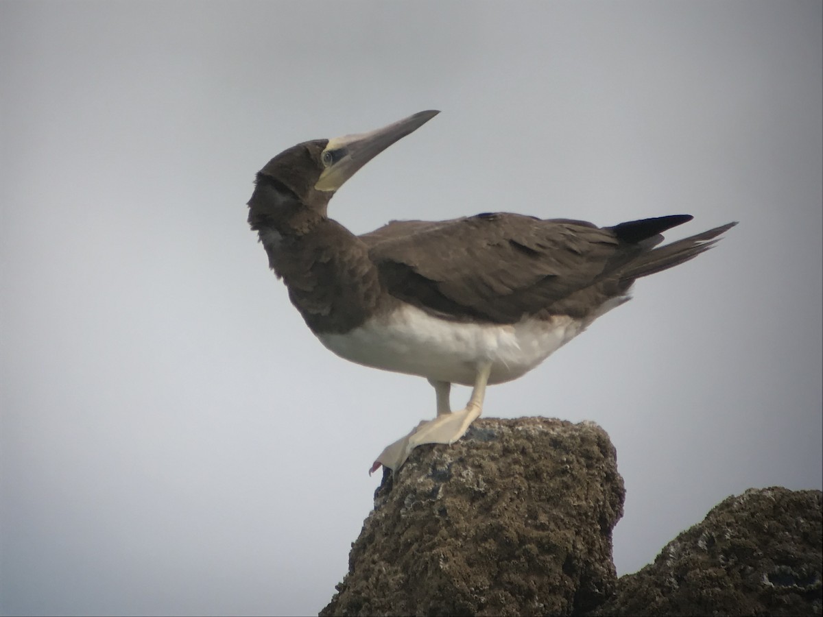 Brown Booby - Liam Langley