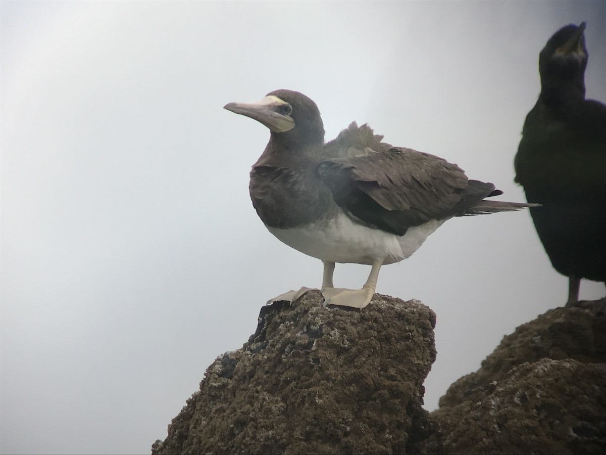 Brown Booby - Liam Langley