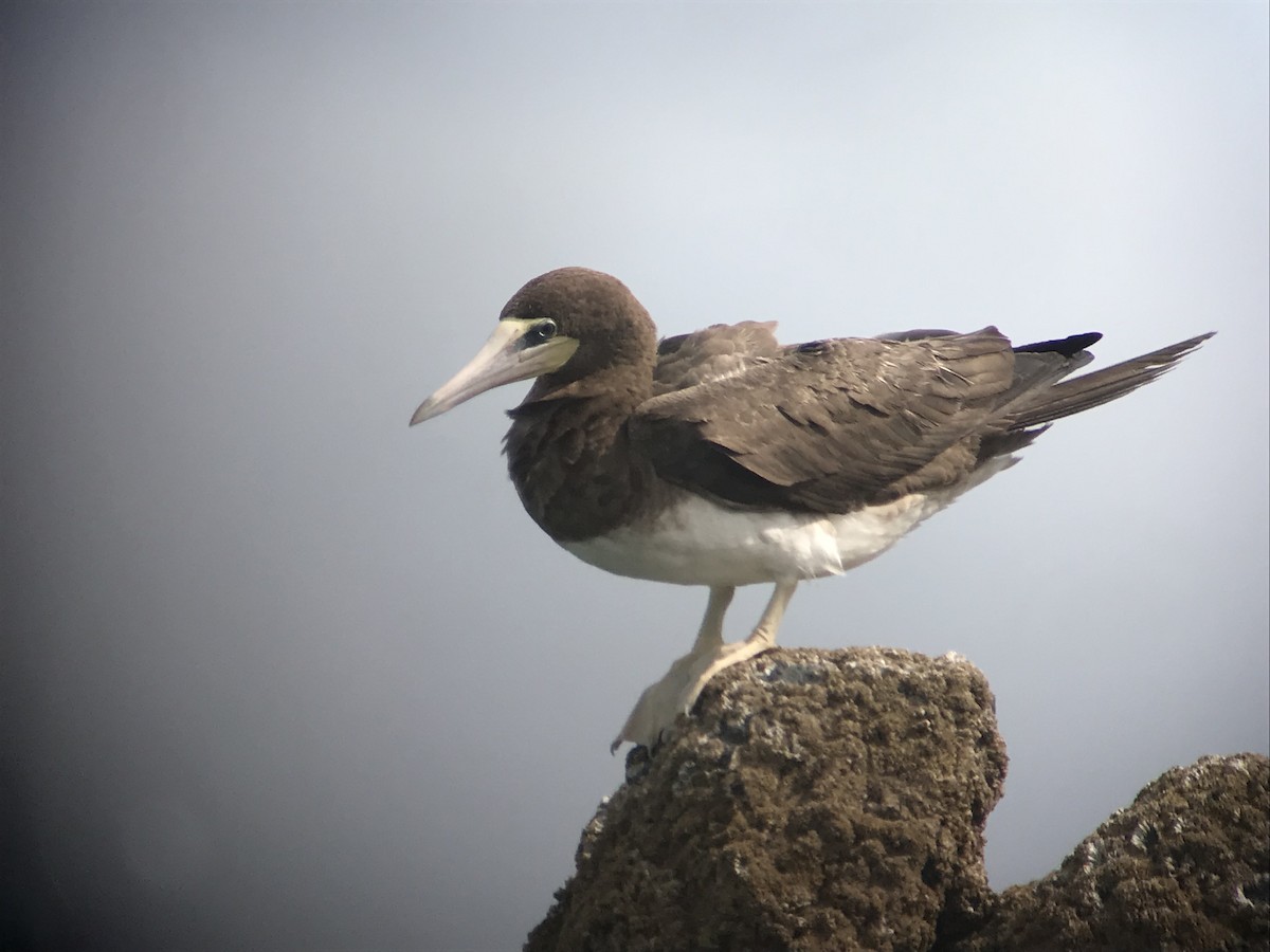 Brown Booby - Liam Langley