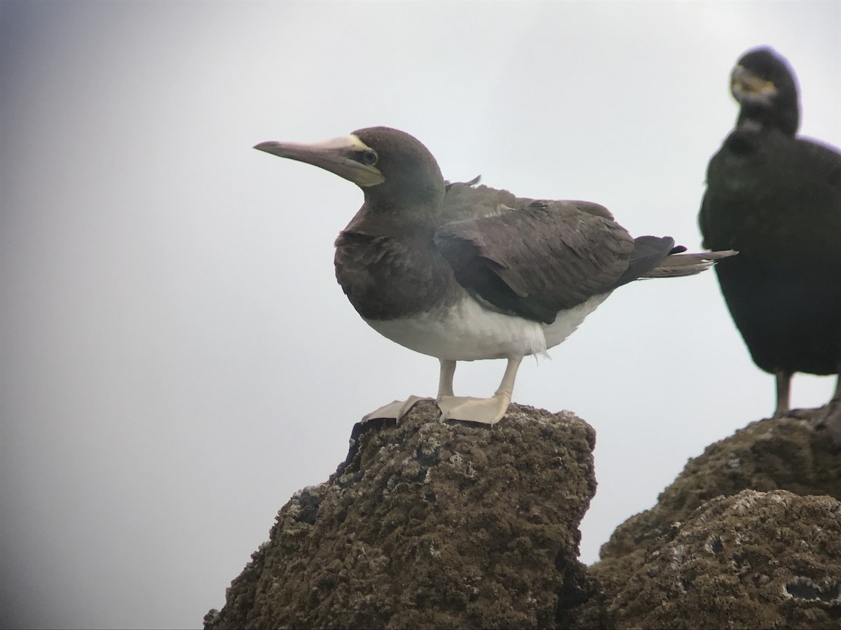 Brown Booby - Liam Langley