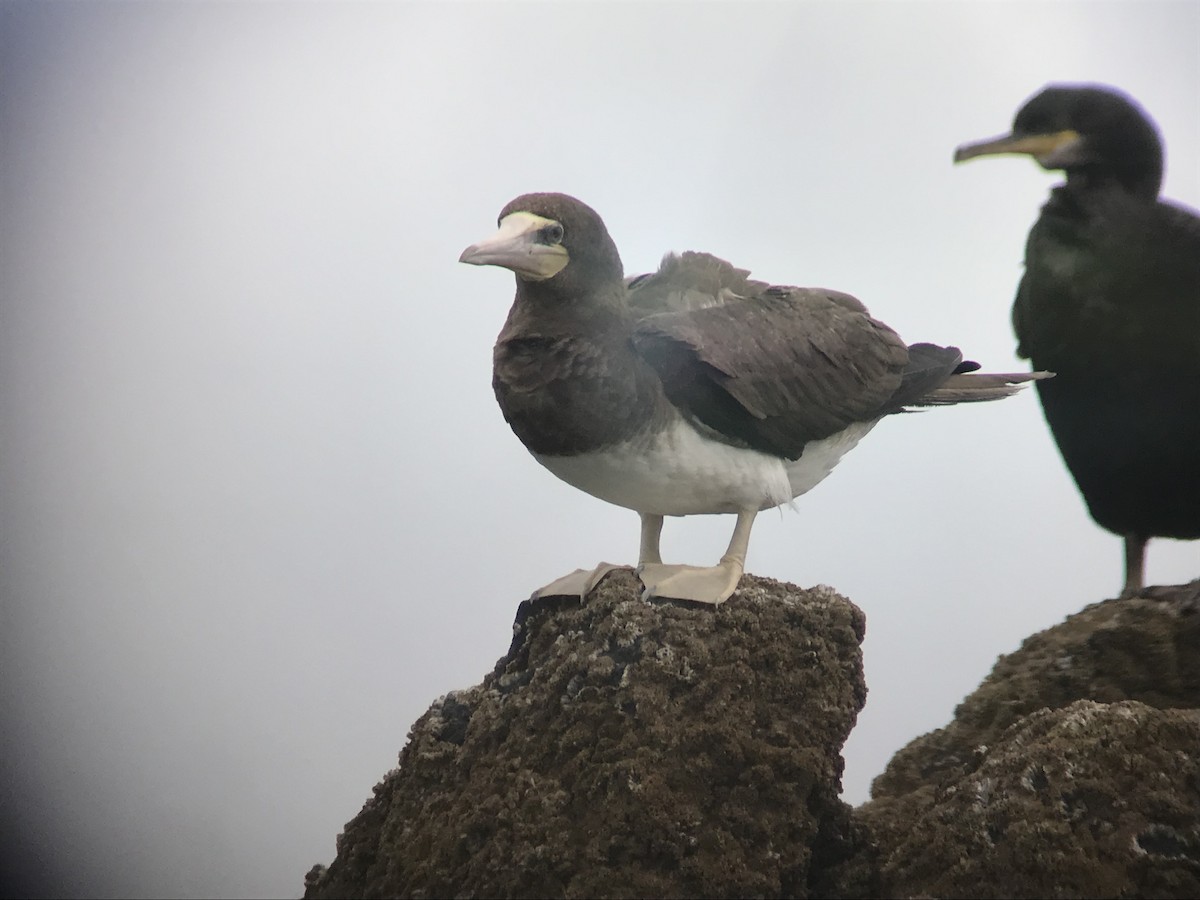 Brown Booby - Liam Langley