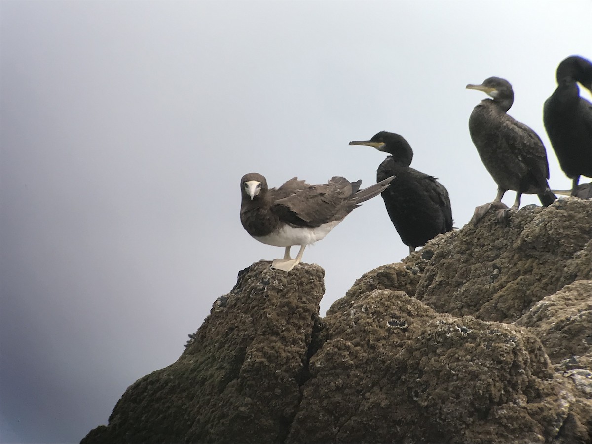 Brown Booby - ML619175195