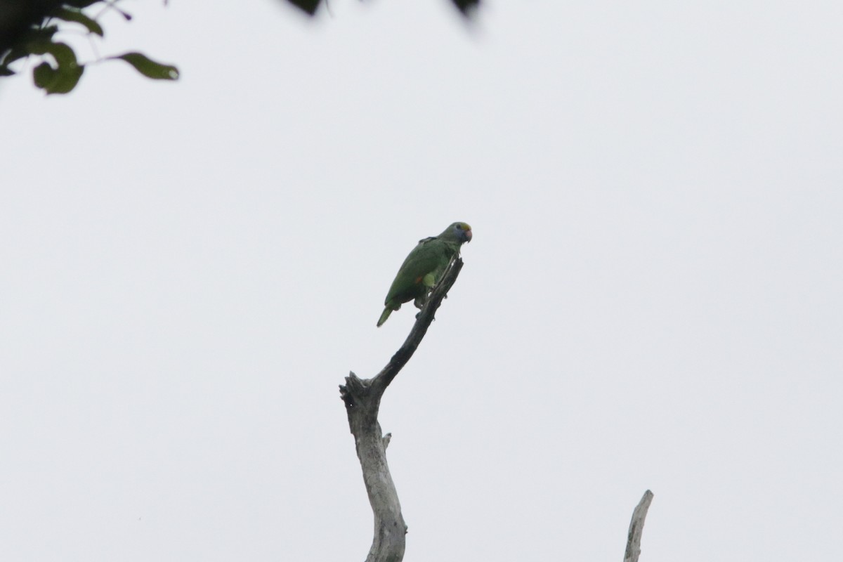 Blue-cheeked Parrot - Richard Dunn