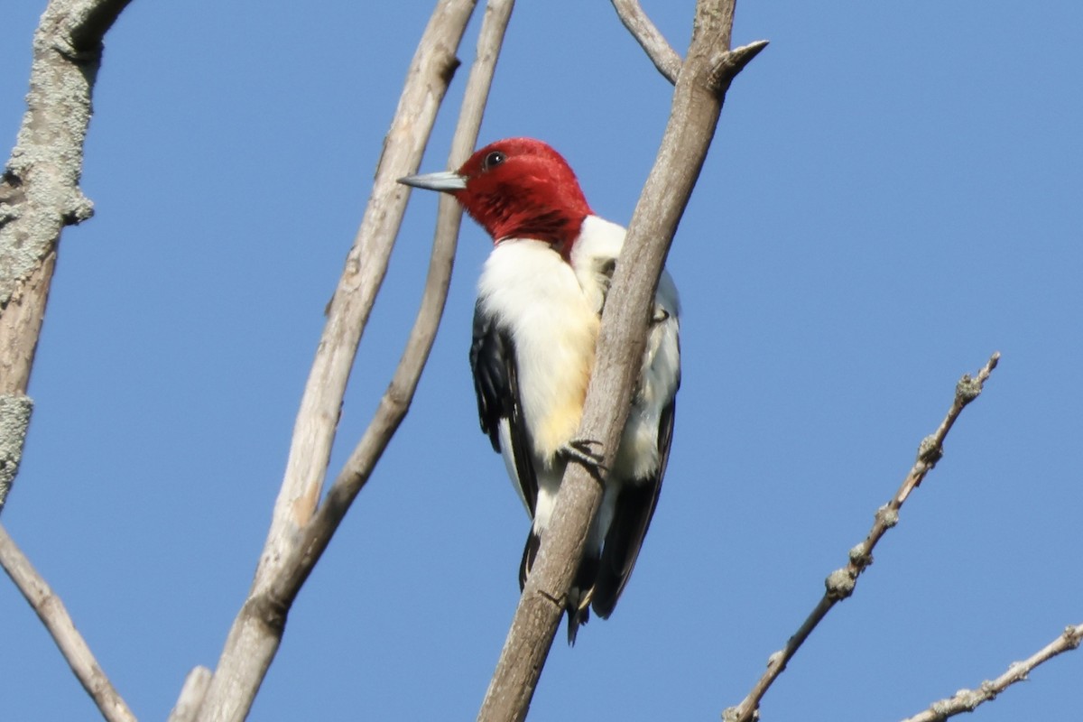 Red-headed Woodpecker - Richard Randell