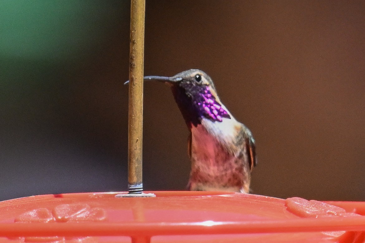 Lucifer Hummingbird - Maryse Neukomm