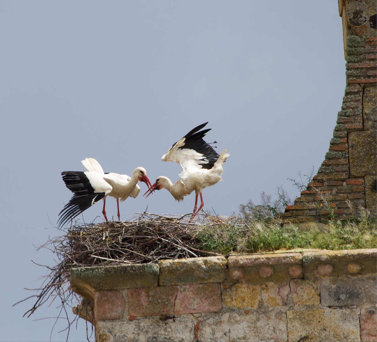 White Stork - Donald Broadbridge