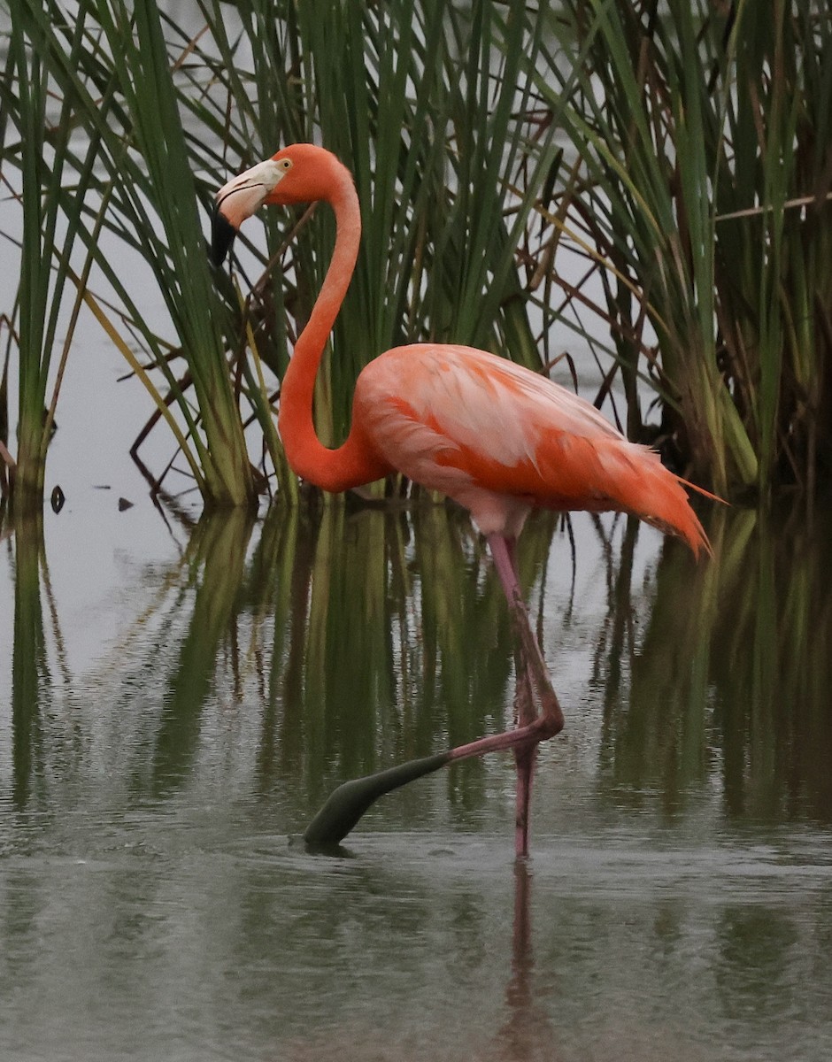 American Flamingo - ML619175222