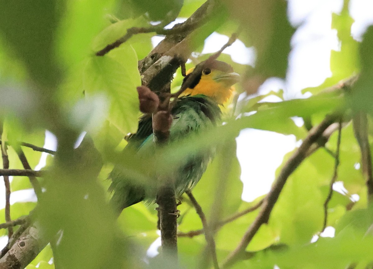 Long-tailed Broadbill - ML619175227