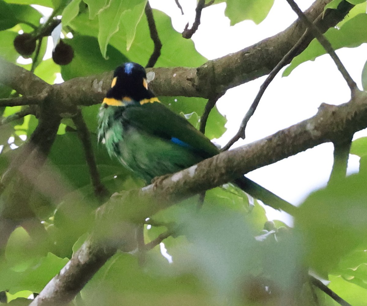 Long-tailed Broadbill - ML619175228