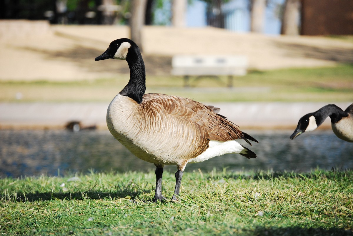 Canada Goose - Dana Parsons