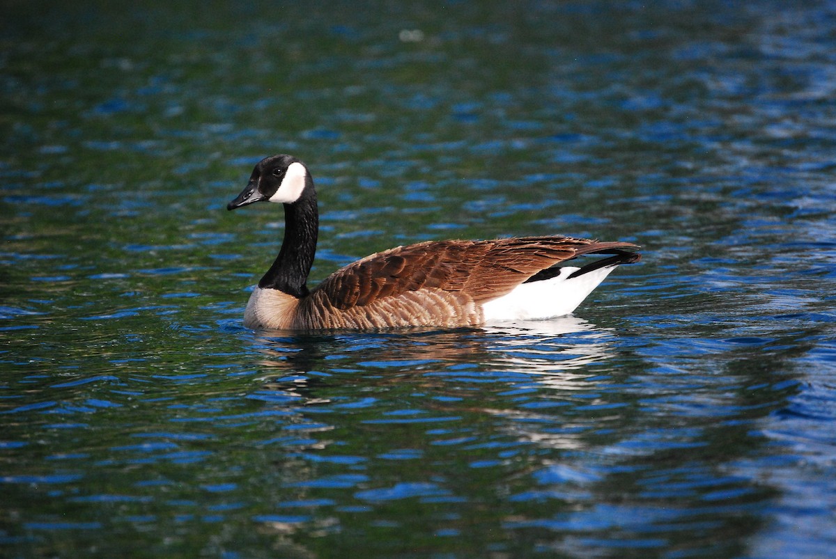 Canada Goose - Dana Parsons