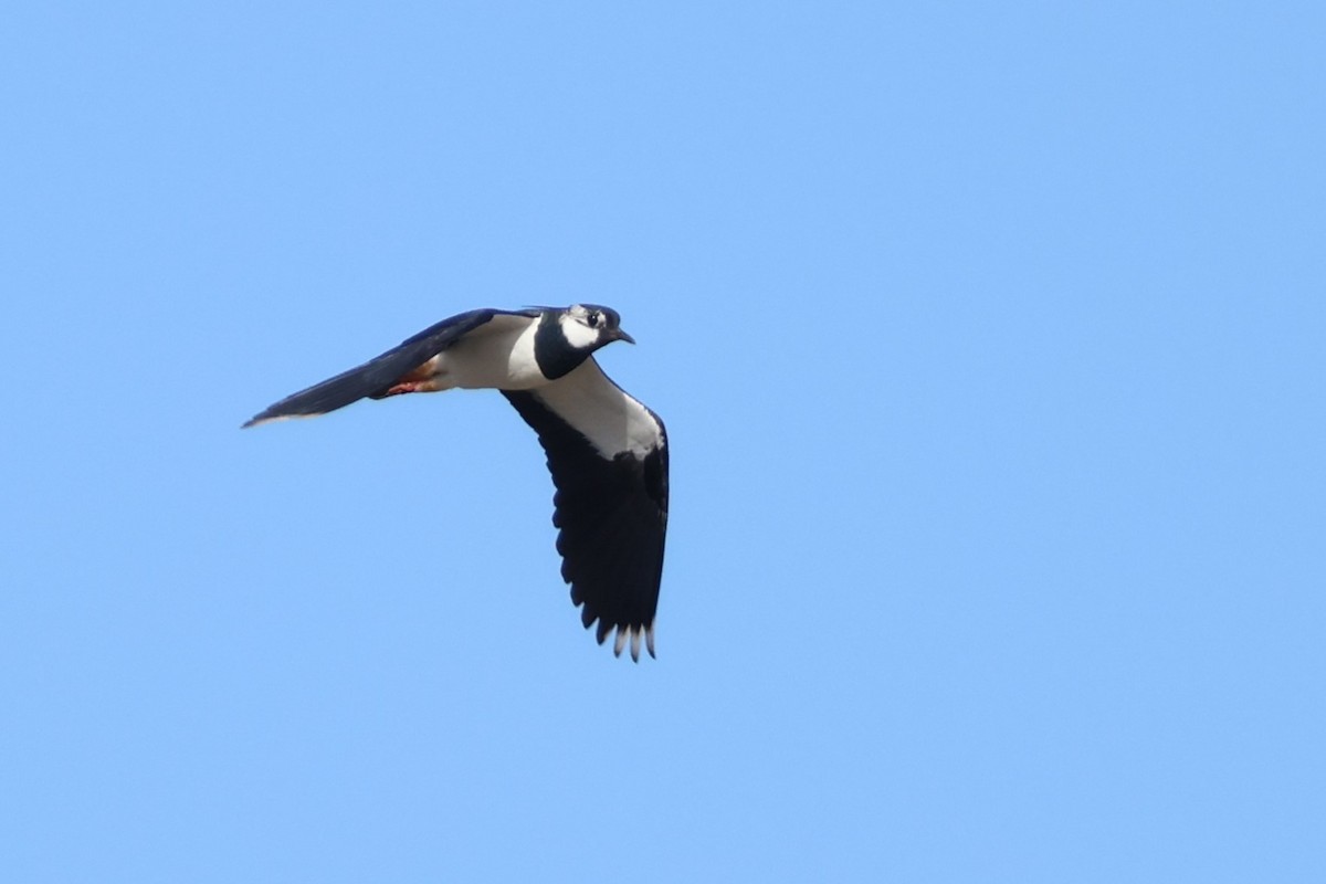 Northern Lapwing - Heinrich Linke