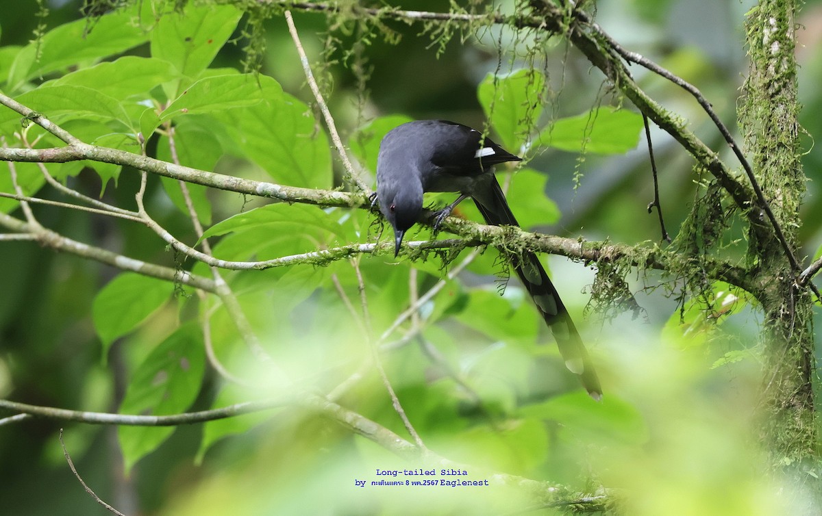 Long-tailed Sibia - Argrit Boonsanguan