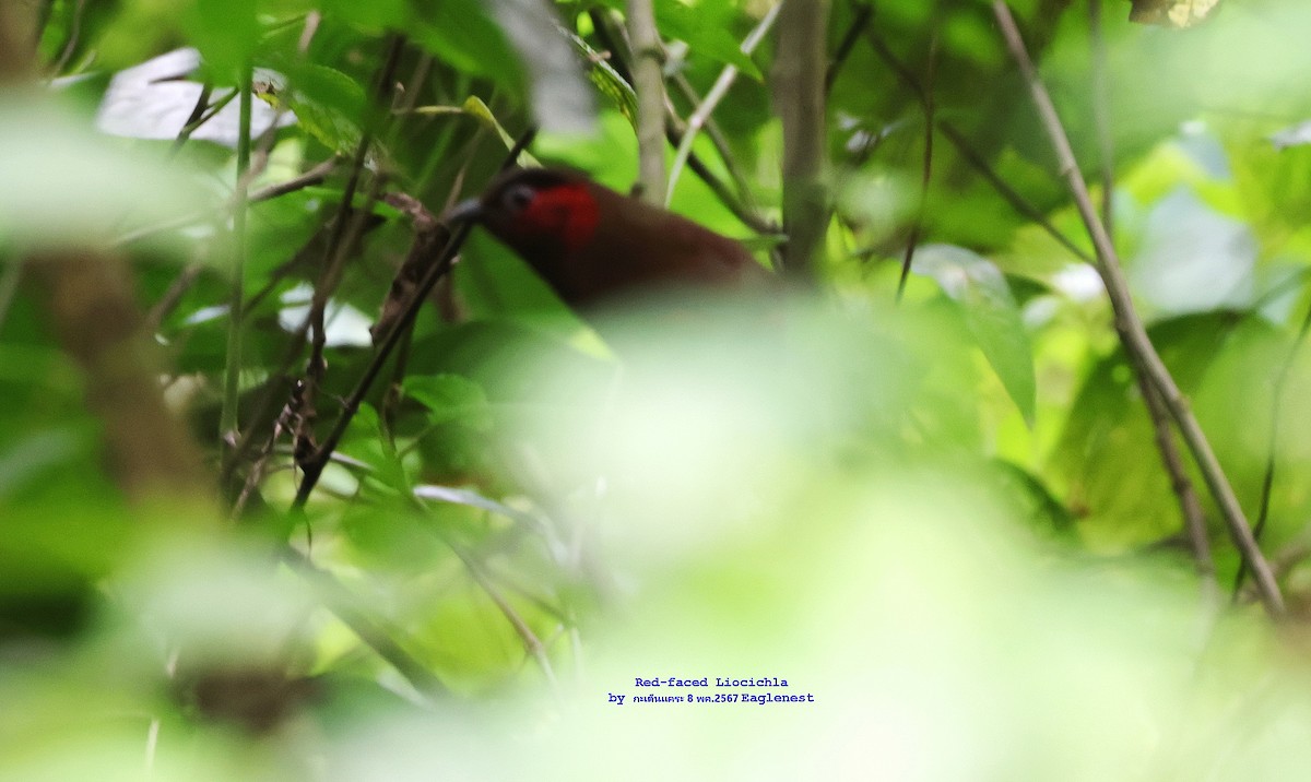 Red-faced Liocichla - Argrit Boonsanguan